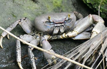 Crabe de terre Martinique