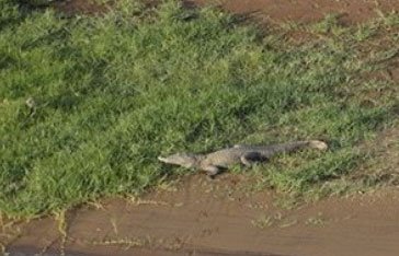 Crocodile Martinique