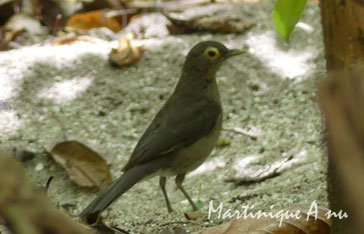 Merle à lunettes Martinique