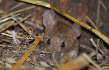 Souris grise Martinique