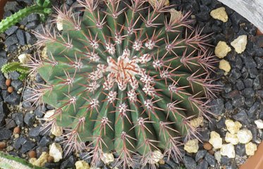 Melon cactus conoideus