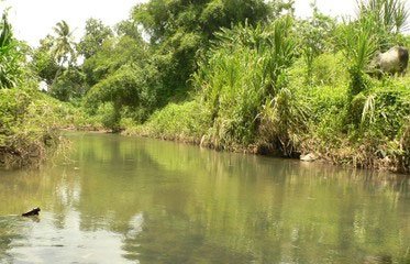 Rivière de la Lézarde en Martinique