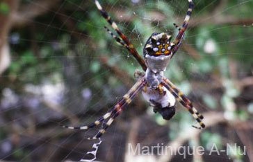 argiope argentée