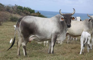 Brahman zébu