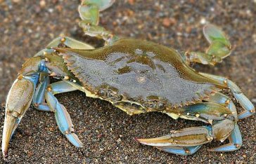 Cirique de mer