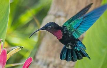 Colibri Madère