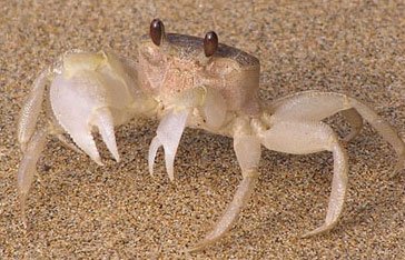 Crabe fantôme ou crab zoreille