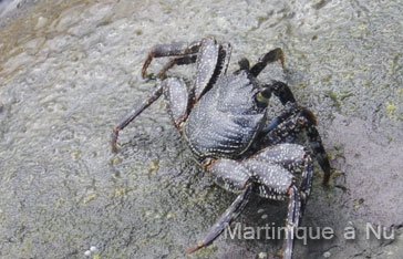 Crabe Zagaya en Martinique