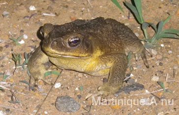 Crapaud Buffle