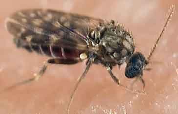 culicoides en Martinique