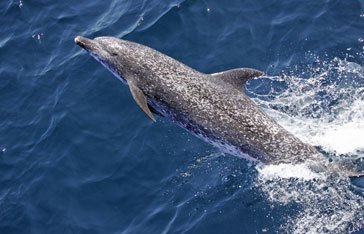 Dauphin tacheté de l'Atlantique