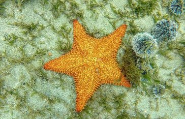 étoile de mer à la pointe faula