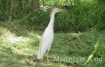 Heron garde boeuf ou pique boeuf