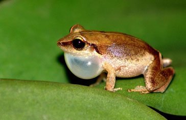 amphibien hyliode de la Martinique