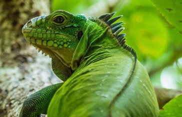 Iguane vert