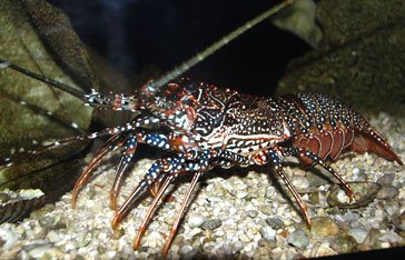 langouste brésilienne Panulirus guttatus