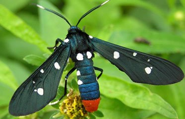 Papillon Syntomeida Epilais