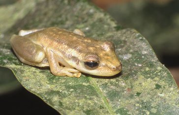 Scinax ruber