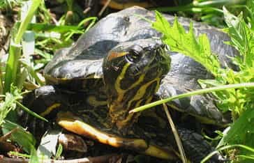 Trachemyde à tempes rouge ou tortue de Floride