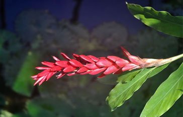 Alpinia, gingembre rouge