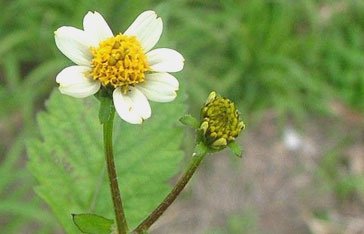 Bidens pilosa