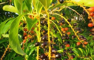 Bois côtelette - Citharexylum spinosum L.