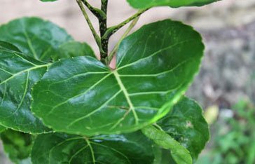 Boldo Polyscias scutellaria