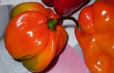 Piment Bonda man Jack