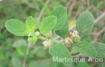 Brisée Lippia Alba