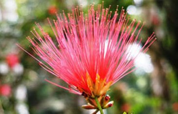 Calliandra Slaneae