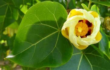 Catalpa Thespesia populnea Martinique