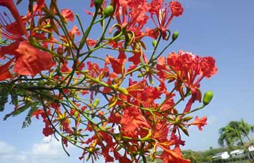 Flamboyant en Martinique