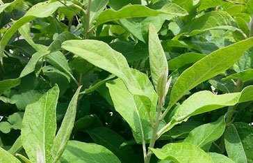 Pluchea carolinensis