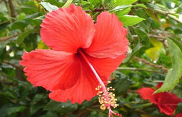 Hibiscus rosa-sinensis