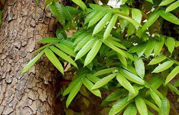 mahogany grandes feuilles Martinique