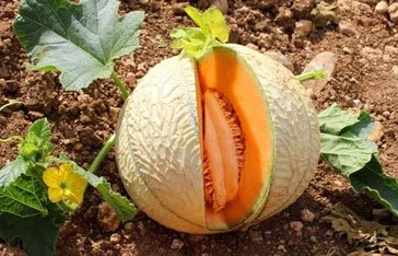 Melon dans la commune de Sainte-Anne en Martinique