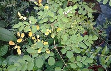 Moringa Olifera