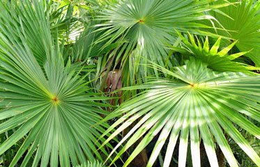 Palmier a balai - Coccothrinax Bbarbadensis