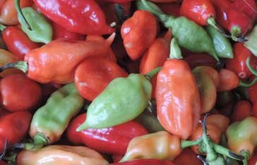 Piment végétarien Martinique