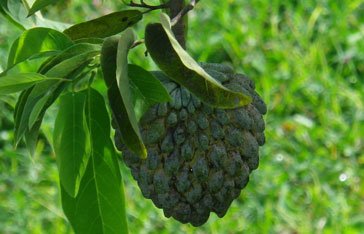pomme cannelle