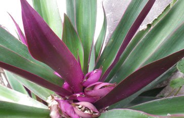 Tradescantia spathacea