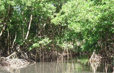 La baie de Génipa en Martinique