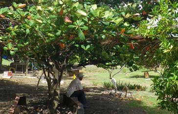 Un homme sous Amandier des Antilles à la Pointe Faula