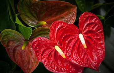 Inflorescence rouge d’anthurium, fleur exotique iconique de la Martinique