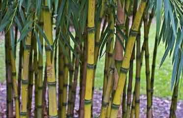 Massif dense de bambou commun