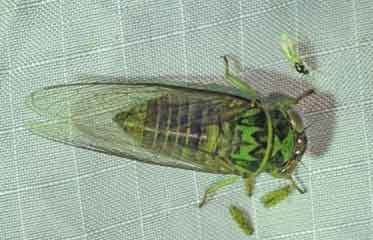 Carineta martiniquensis