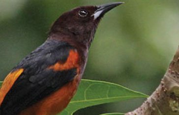 Photo d’une Oriole de Martinique, oiseau vulnérable emblématique de la biodiversité martiniquaise