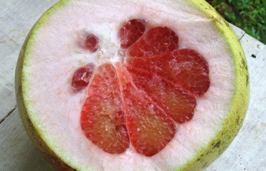 Un pomelo en Martinique