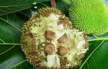 Présentation d'un châtaigne pays