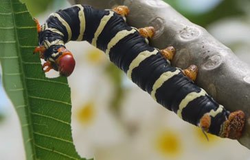 chenille du Frangipanier sur un frangipanier